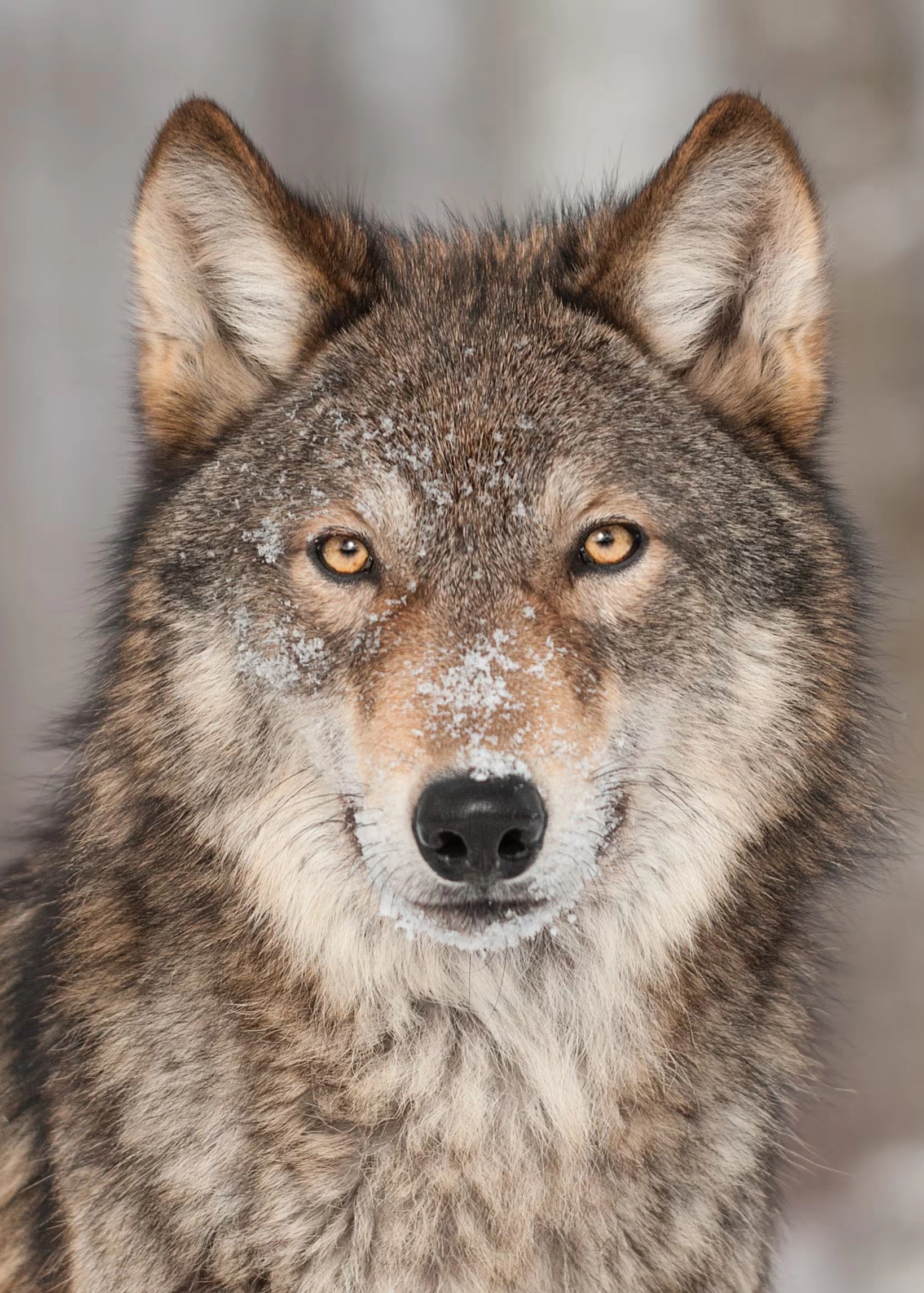 Impianti di rete aziendale Assistenza Hardware e Software Sicurezza informatica Video Sorveglianza Soluzioni Audio e Video Telefonia mobile e fissa Controllo accessi Web Hosting e Email