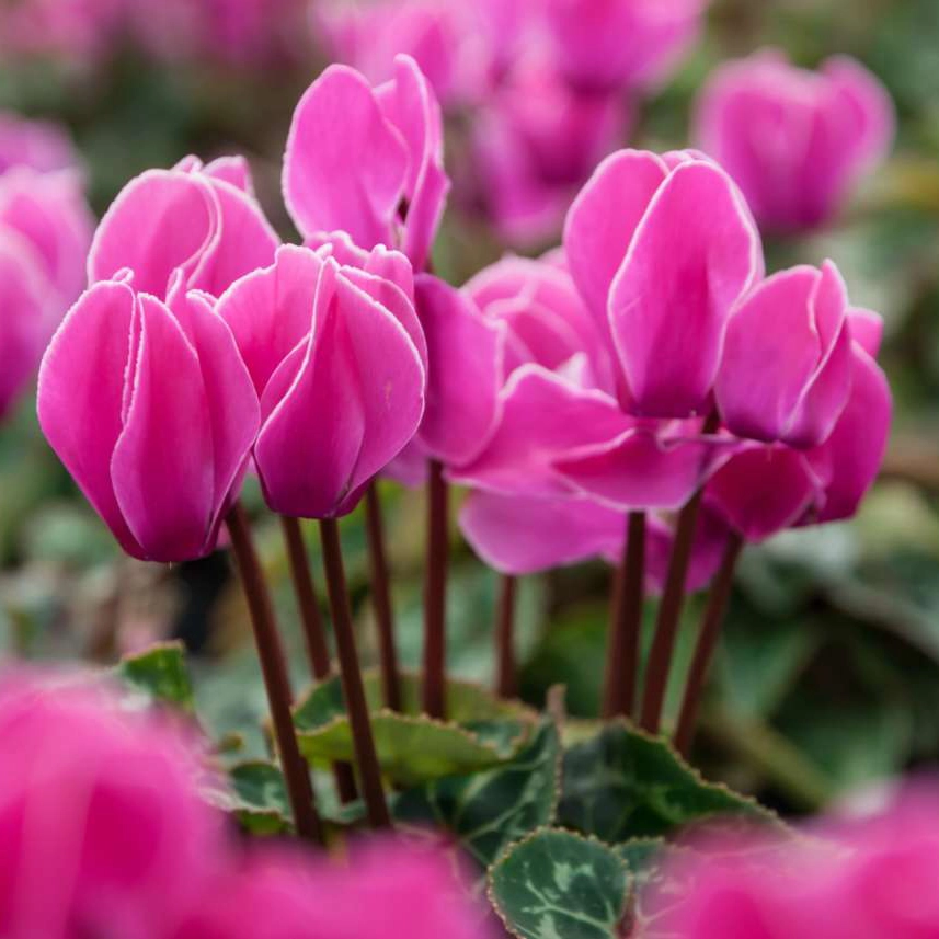 GeniusWare srl Via dei Ciclamini 11 | 20147 Milano PI 12302610964 | REA MI-2653075 info@geniusware.it